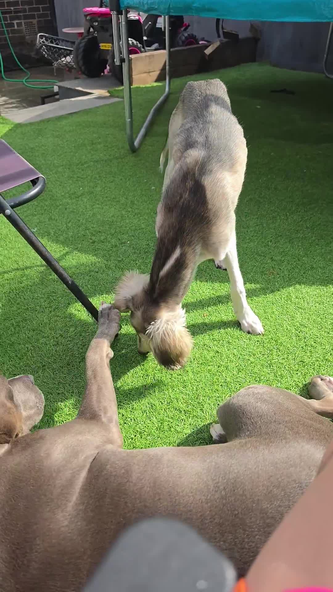 Saluki dogs for sale: Saluki for sale  - Video 2