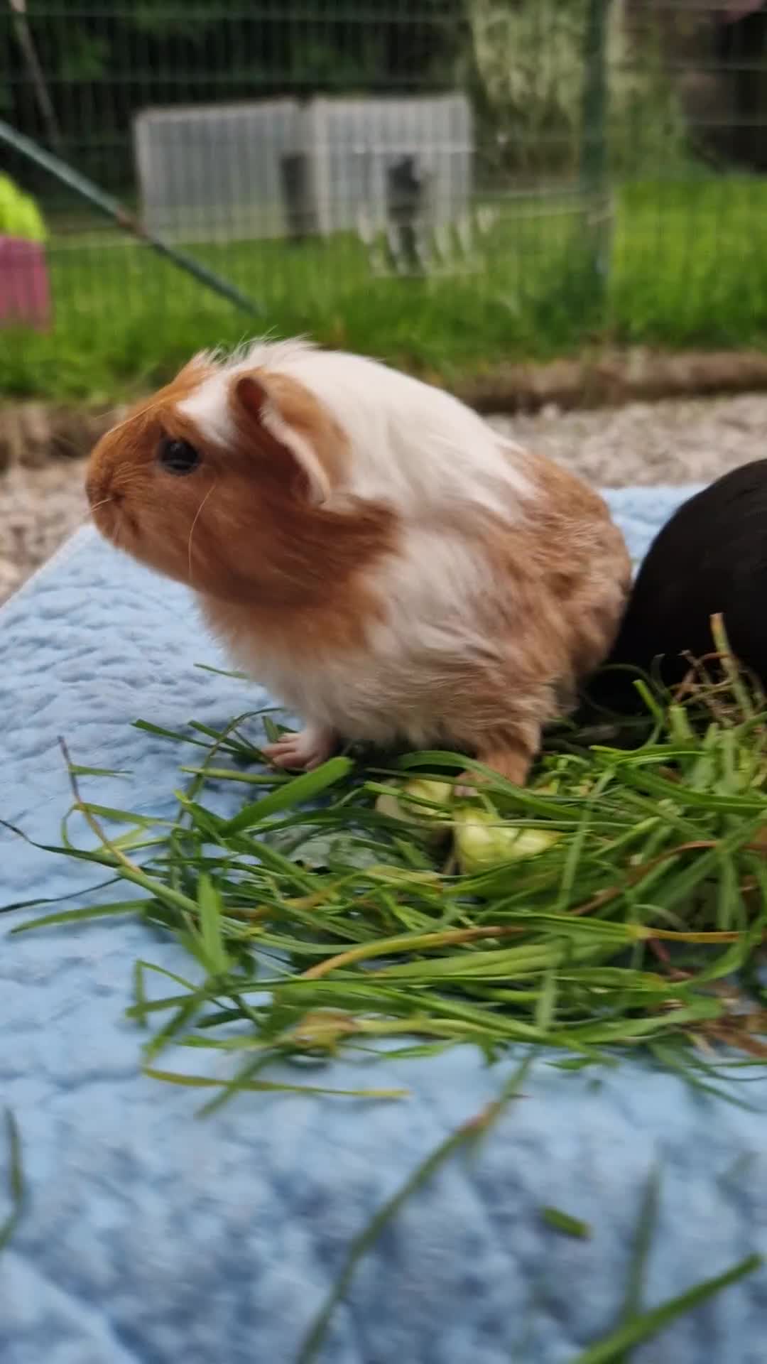 Guinea Pig rodents for sale: 2 beautiful babies arrive reserve Now  in Darwen - Video 2