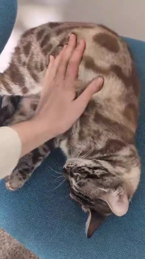 Bengal cats for sale: TICA RARE charcoal SNOW mink, 3 years - Video 1