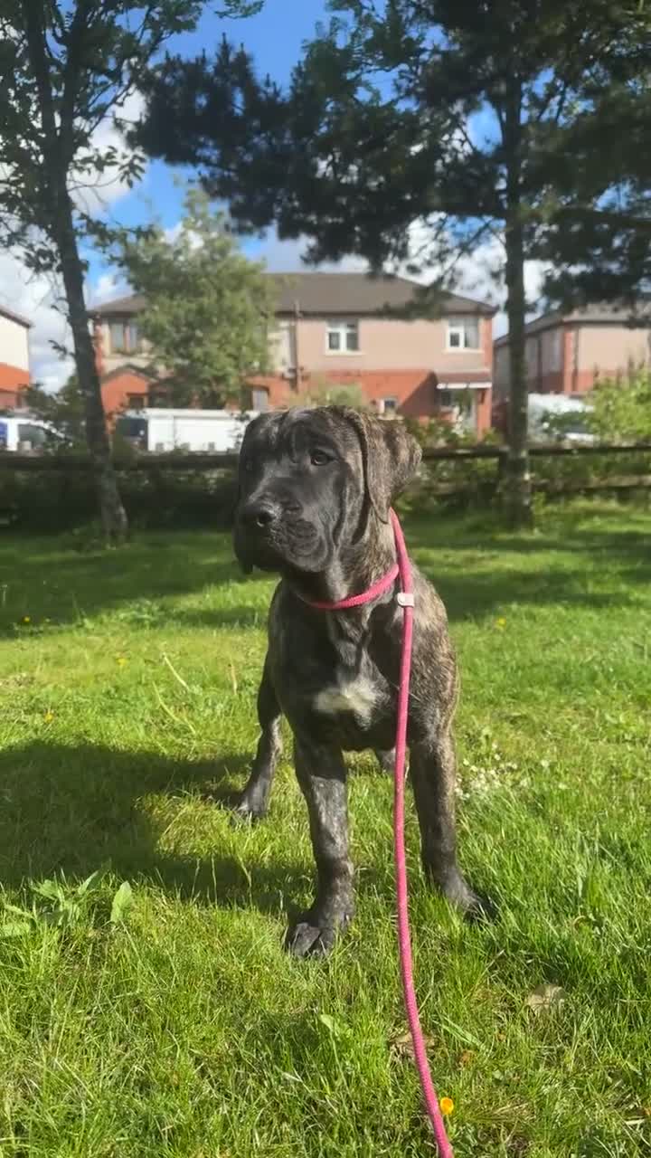 Presa Canario dogs for sale: Presa canario puppies (UKC registered) (2 girls) in Accrington - Video 2