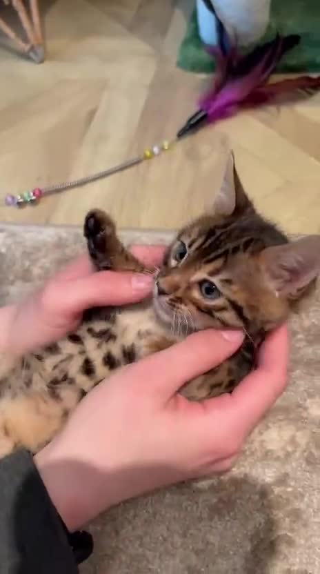 Bengal cats for sale: ❤️ Stunning Pure Bengal Kittens ❤️ - Video 2