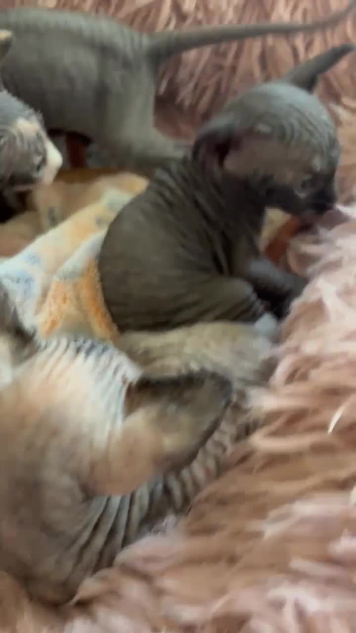 Sphynx cats for sale: Last  black boy with amber eyes ready To Go 600£ - Video 1