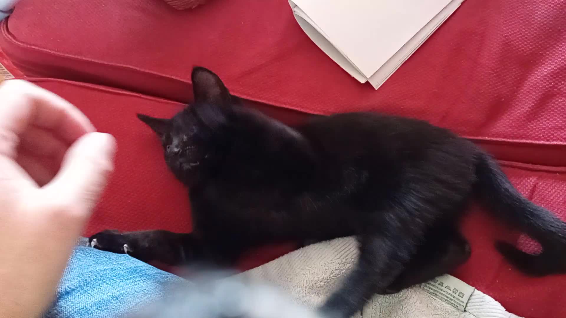 Mixed Breed cats for sale: Brother and Sister cuties - Video 1