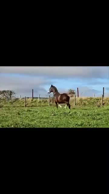 Welsh Section C horses for sale: Welsh section c filly  - Video 2