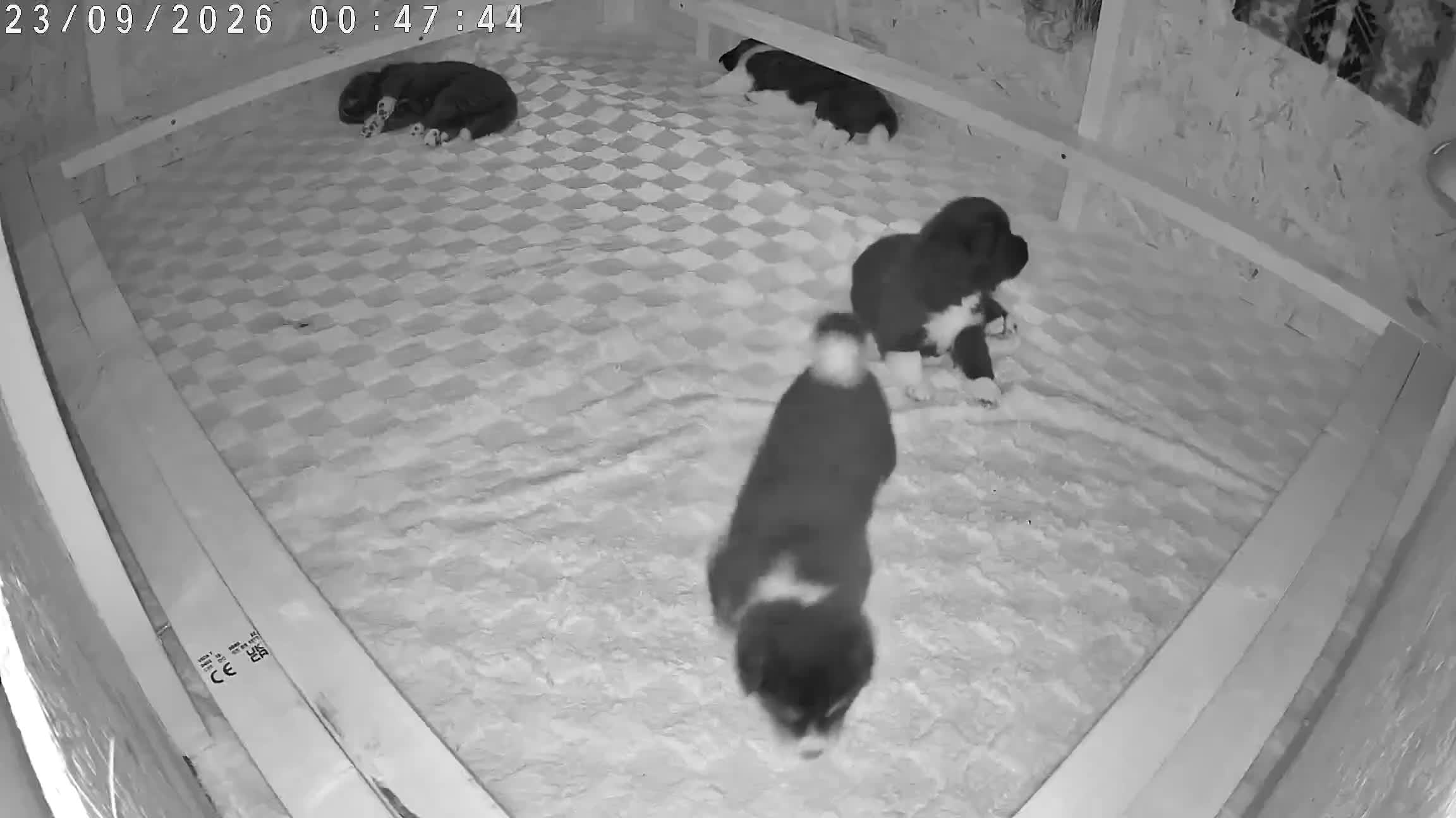 Huskita dogs for sale: Akita with 6% husky (Huskita) - Video 5
