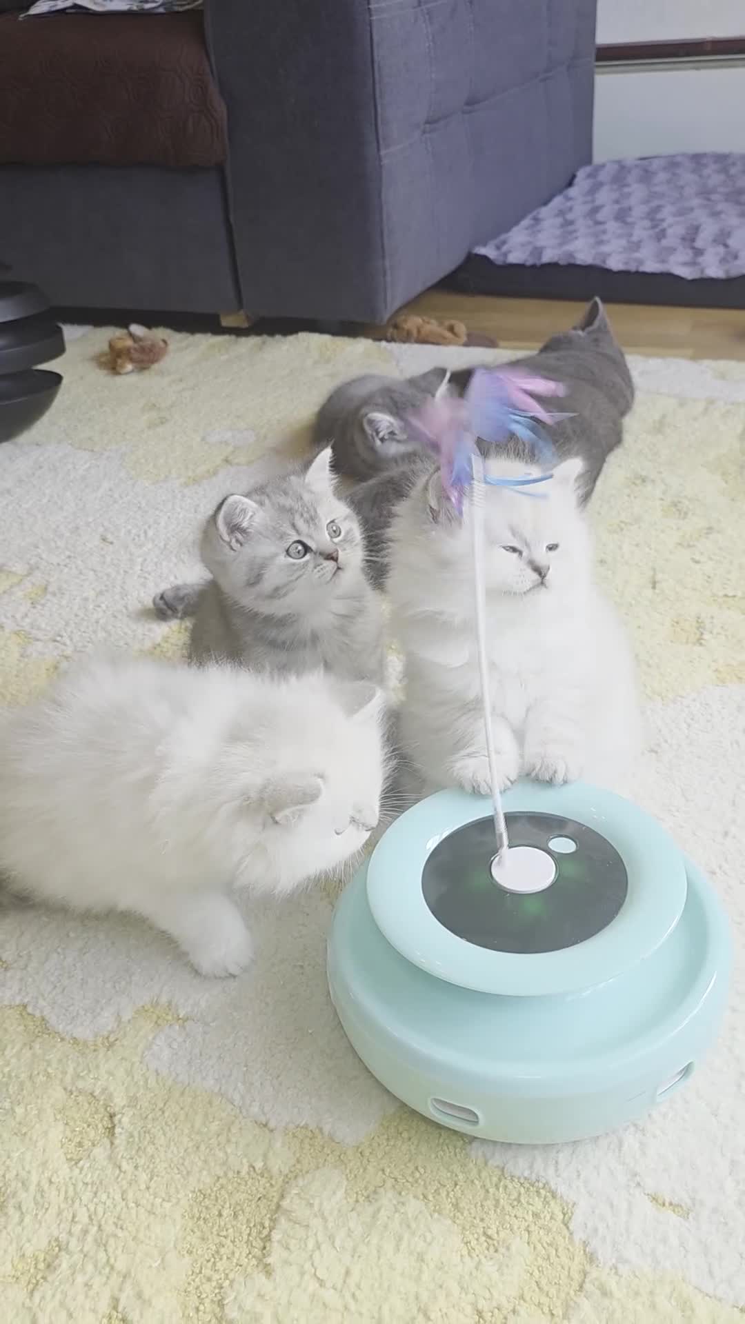 British Shorthair cats for sale:  🐾 Only 1 Adorable British Shorthair Kitten Left! - Video 1