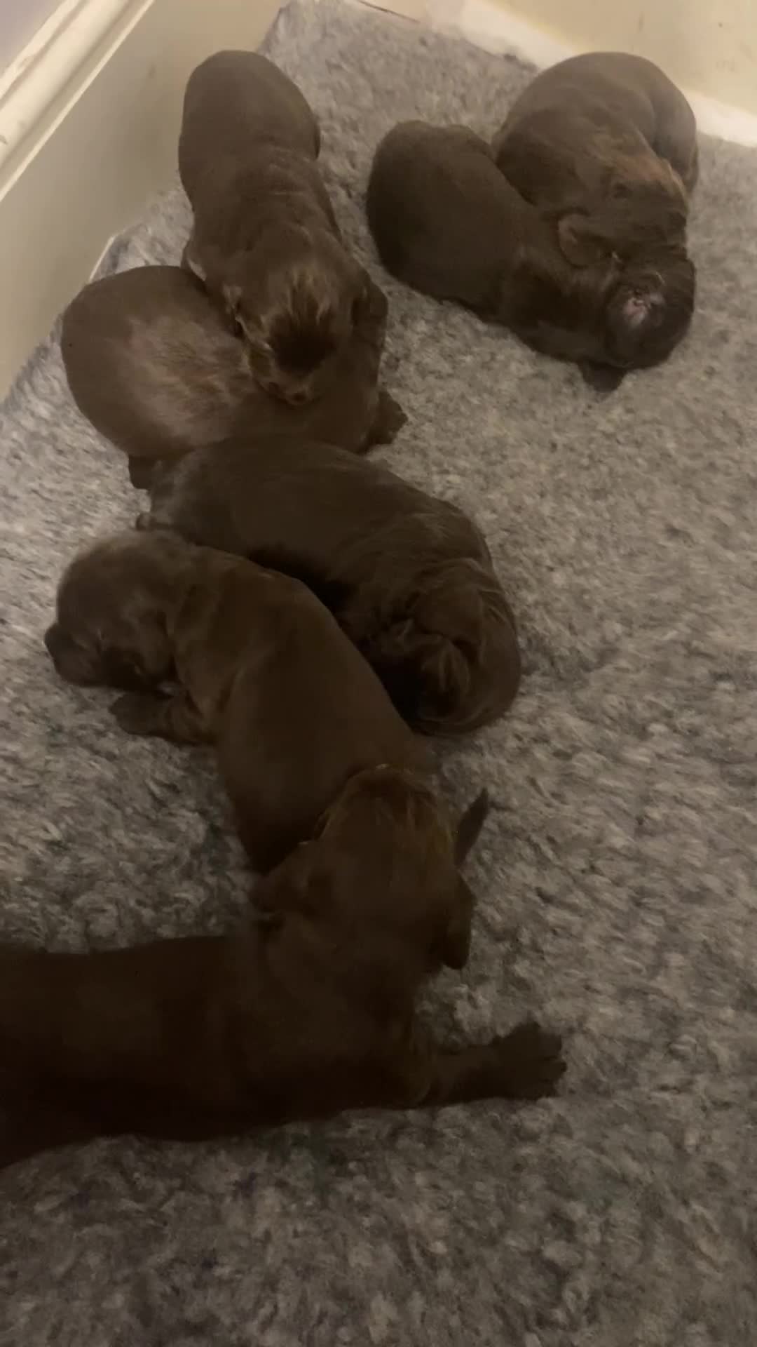 Cocker Spaniel dogs for sale: 7 STUNNING CHOCOLATE WORKING COCKERS ⭐️⭐️⭐️⭐️⭐️ - Video 1