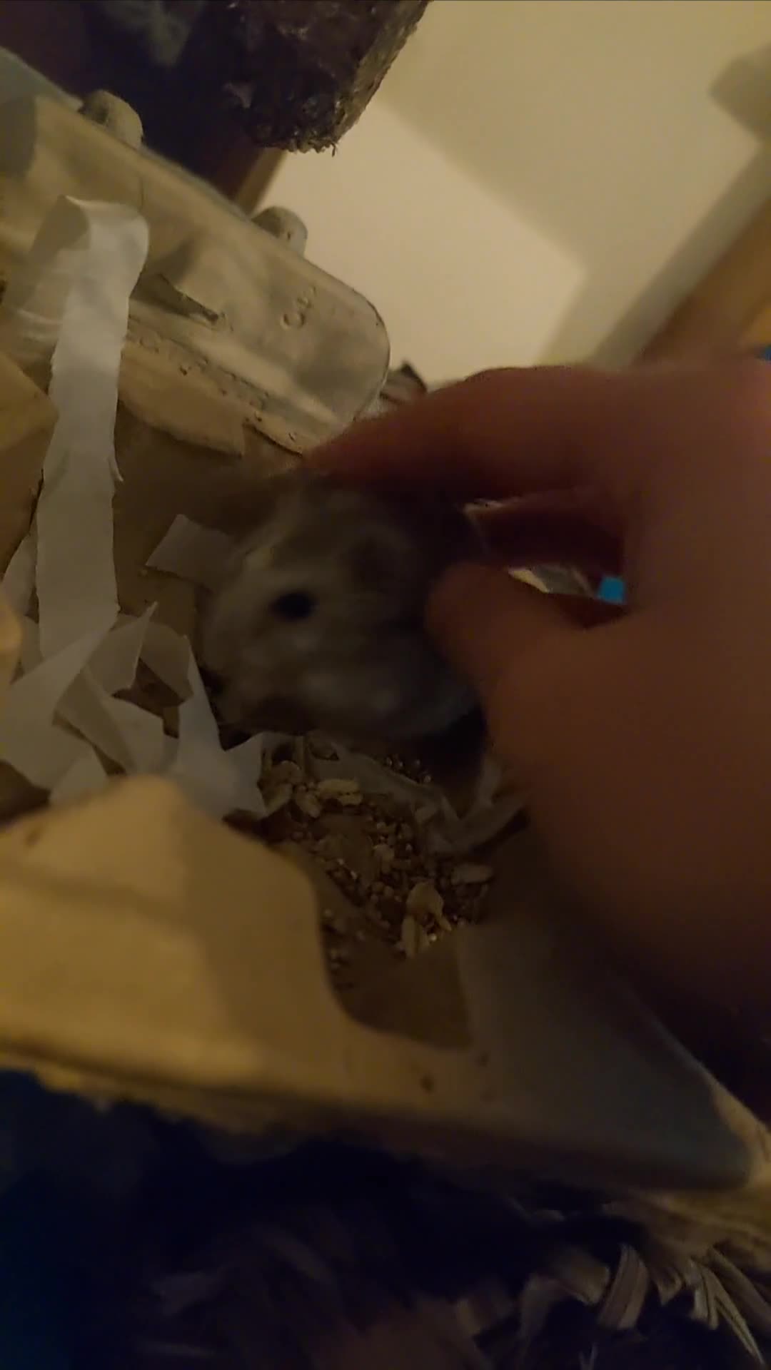 Hamster rodents for sale: Young hamster cheap to good home with bigger cage - Video 1