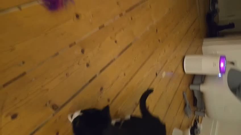 Domestic Shorthair cats for sale: Meet Dara, a Playful Little Rascal - Video 1
