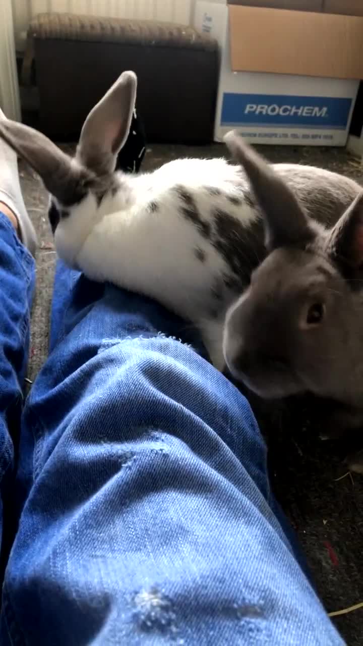 Dutch rabbits for sale: Beautiful Dutch/ Rex female white and gray only - Video 1