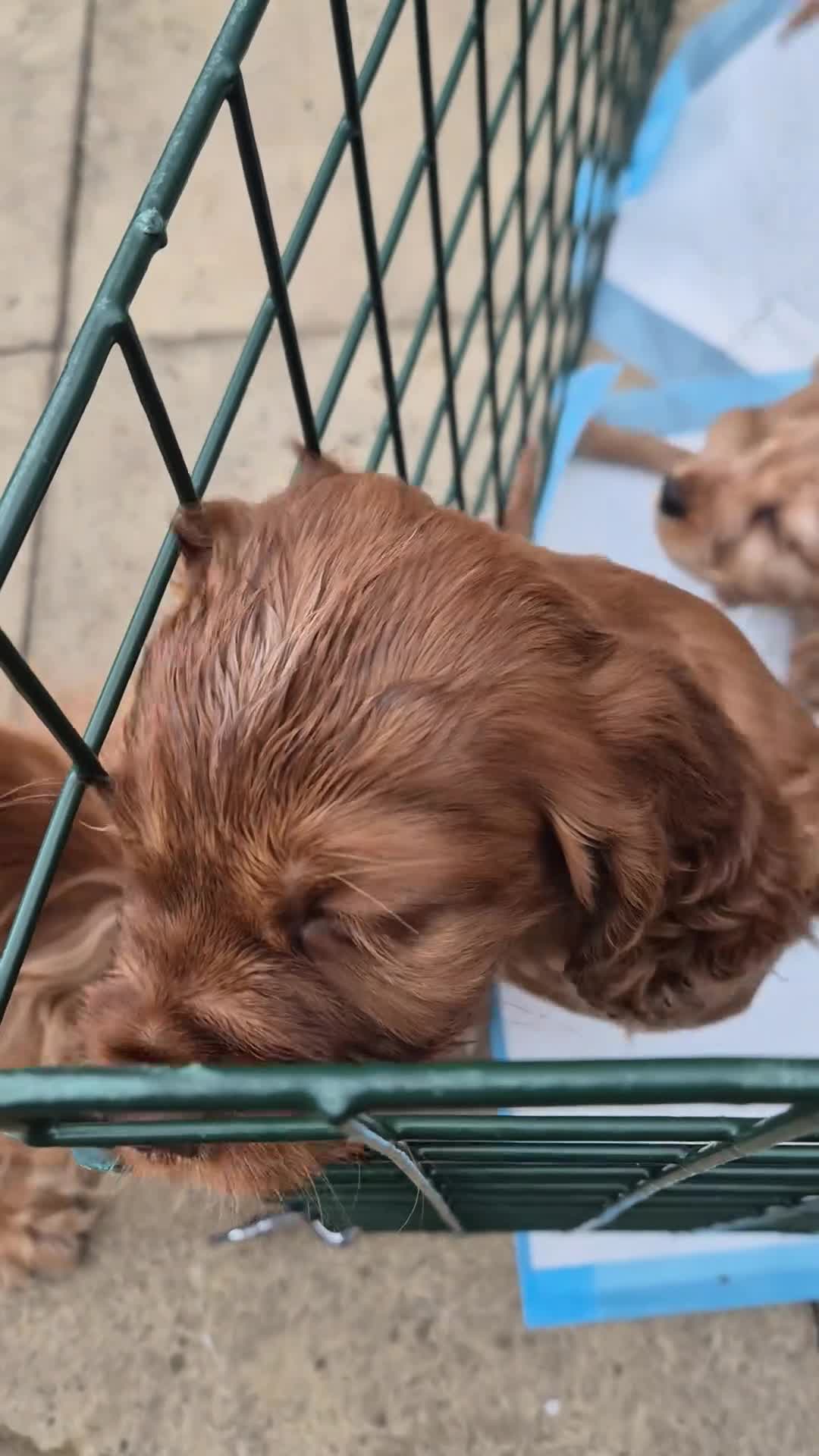 Cocker Spaniel dogs for sale: Beautiful cocker spaniels - Video 2