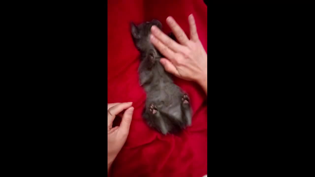 Russian Blue cats for sale: Russian Blue kittens One Girl Two boys - Video 1