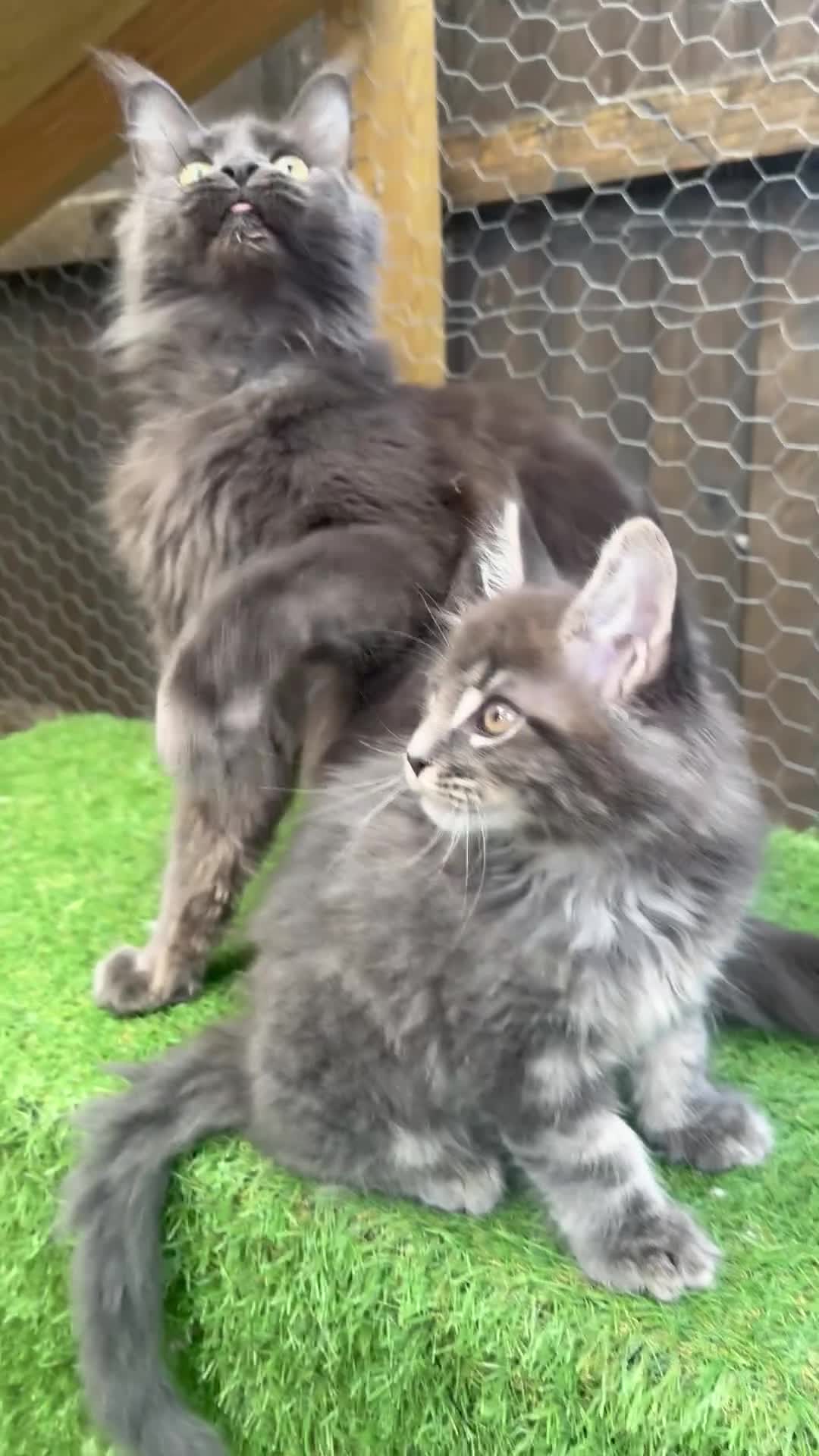 Maine Coon cats for sale: Blue smoke kittens from champion blood line - Video 2
