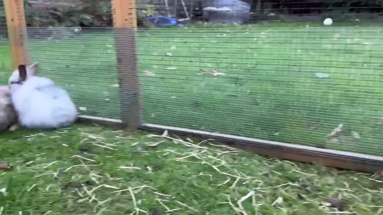 Mini Lion Lop rabbits for sale: £25 Mini lop lion mane long haired - Video 2