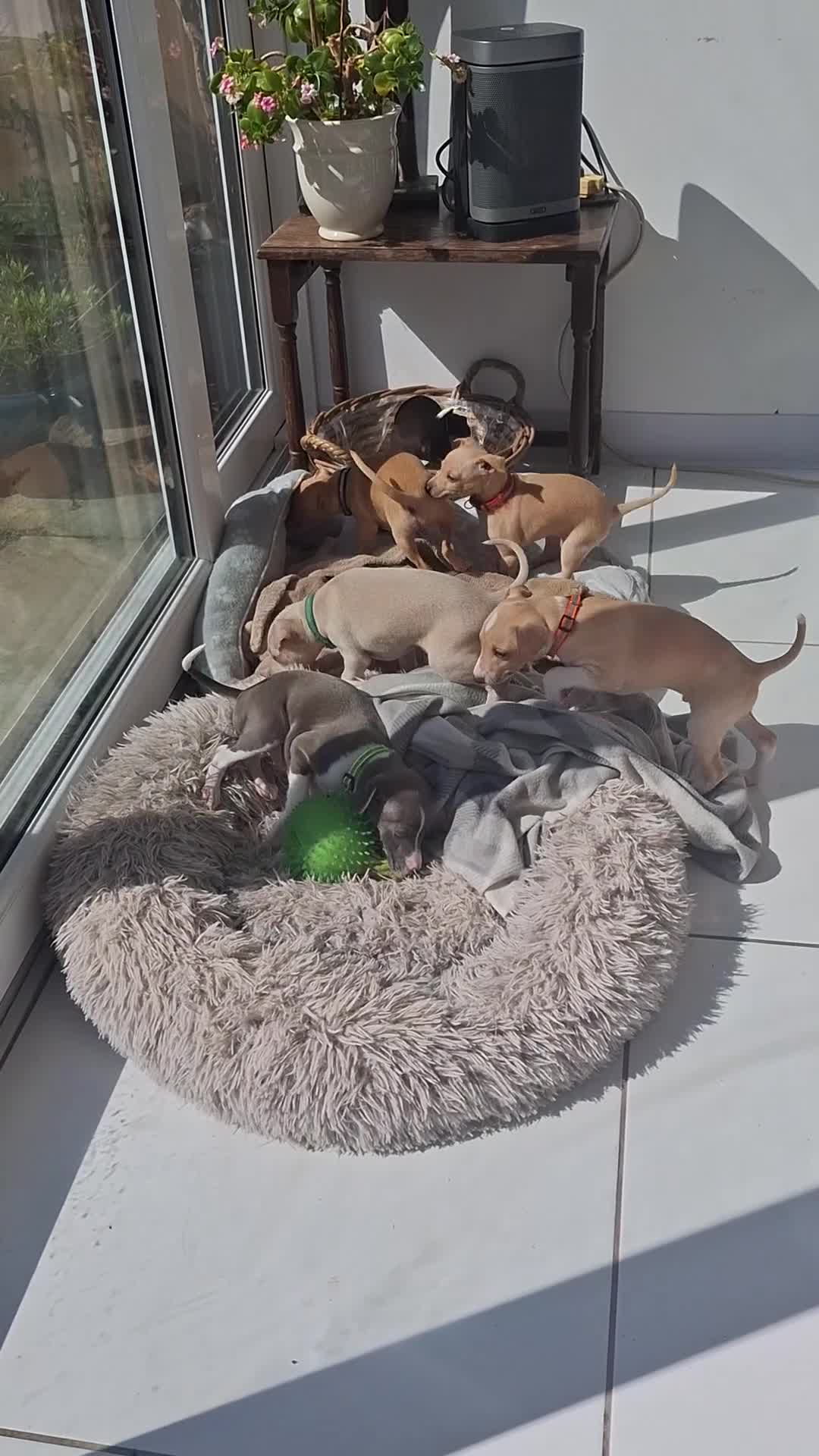 Italian Greyhound dogs for sale: Super cute KC Registered Italian greyhounds  - Video 1
