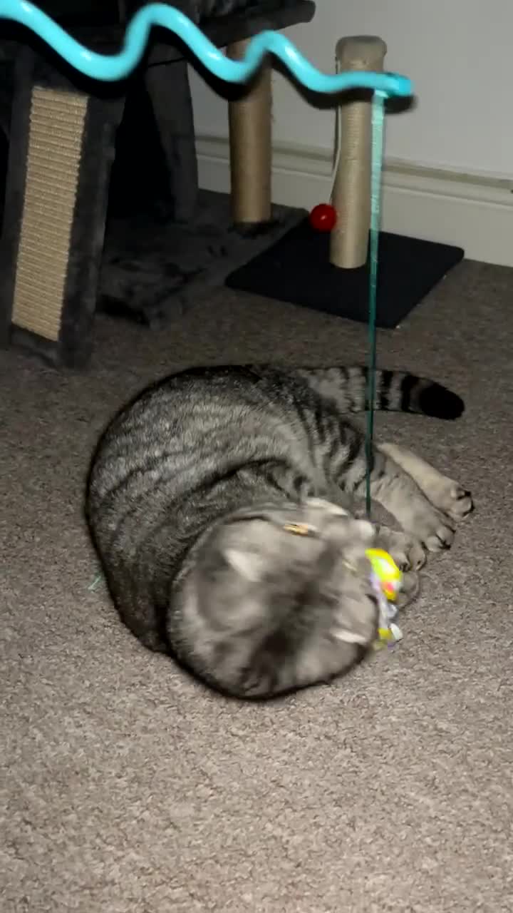 Scottish Fold cats for stud: Scottish fold stud  - Video 1