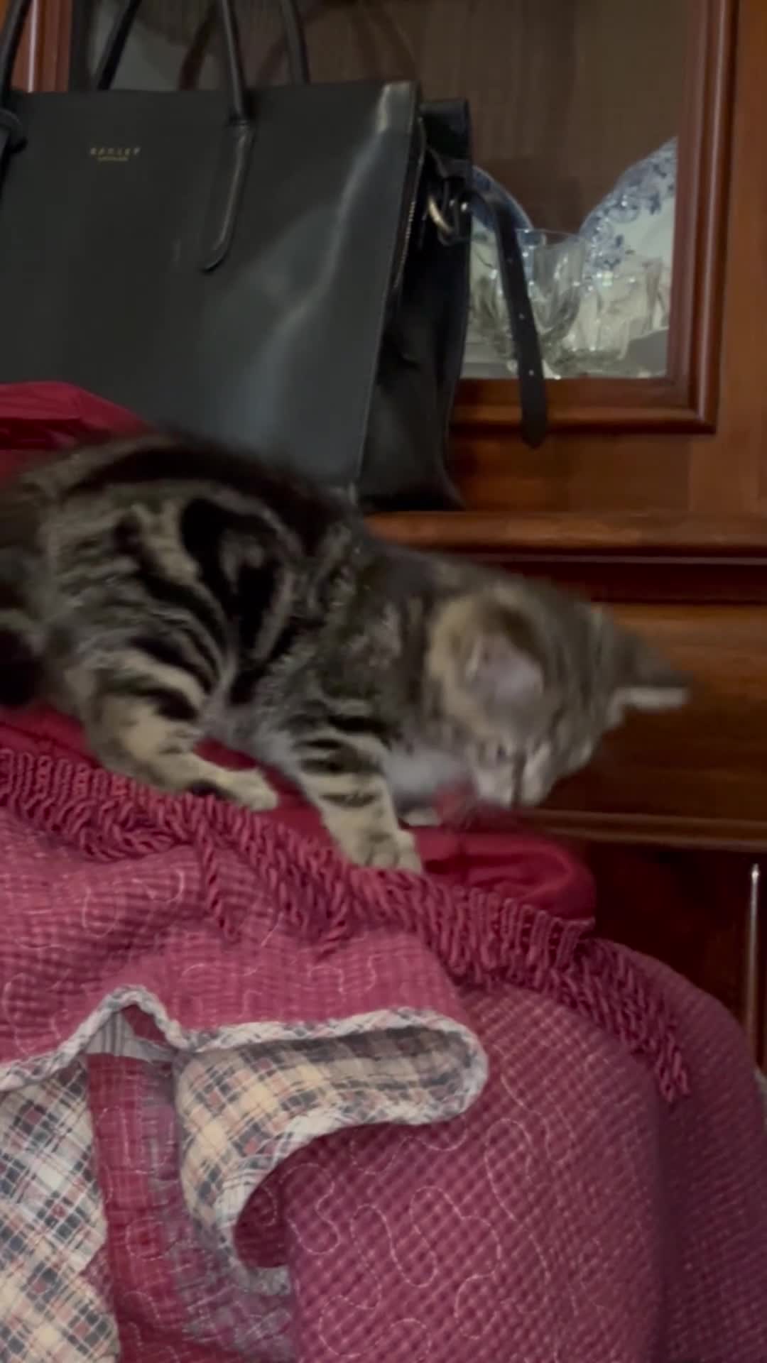 Bengal cats for sale: Half Bengal kittens - Video 1