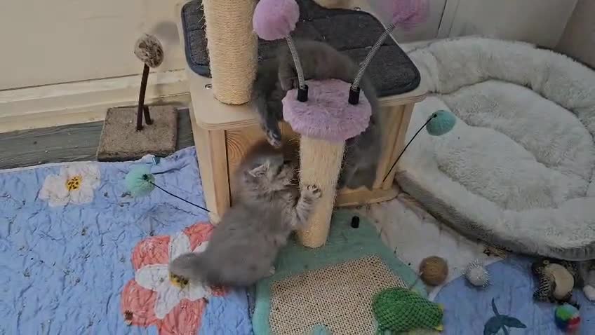 British Shorthair cats for sale: Ready to go amazing kitties  - Video 4