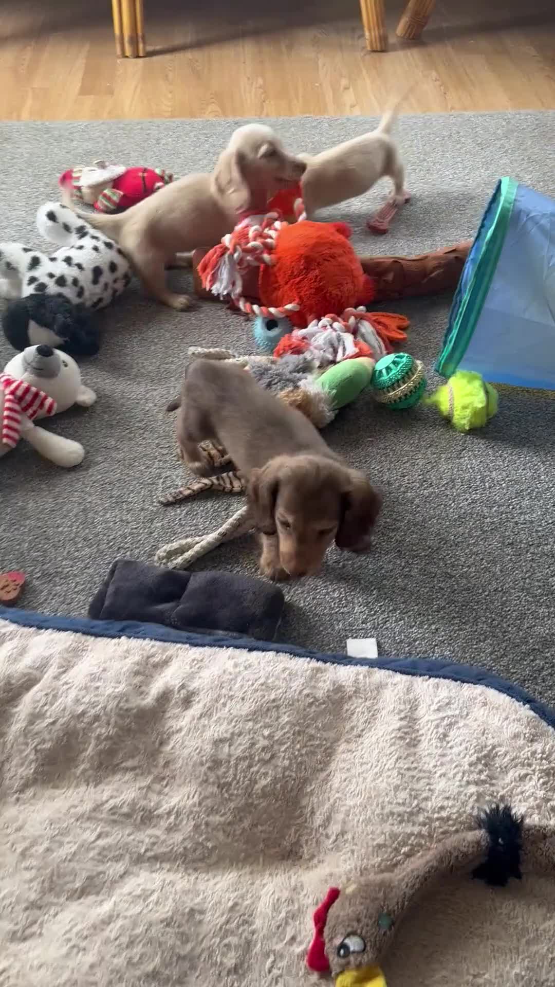 Dachshund dogs for sale: Stunning longhaired creams and shaded cream pups - Video 1