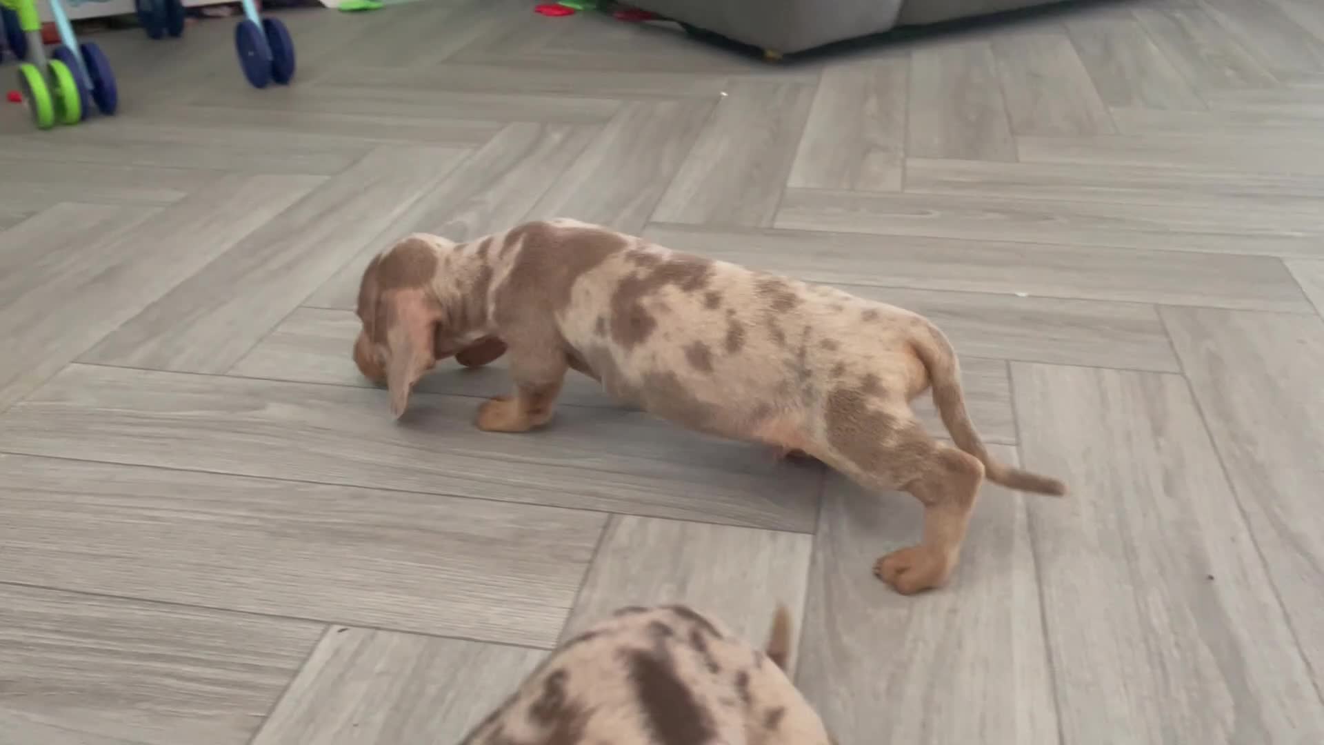 Miniature Dachshund dogs for sale: BEAUTIFUL TINY MINIATURE DASCHUNDS DAPPLE  - Video 1