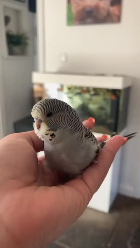 Budgerigars birds for sale: hand reared Grey pied budgie with huge cage - Video 1