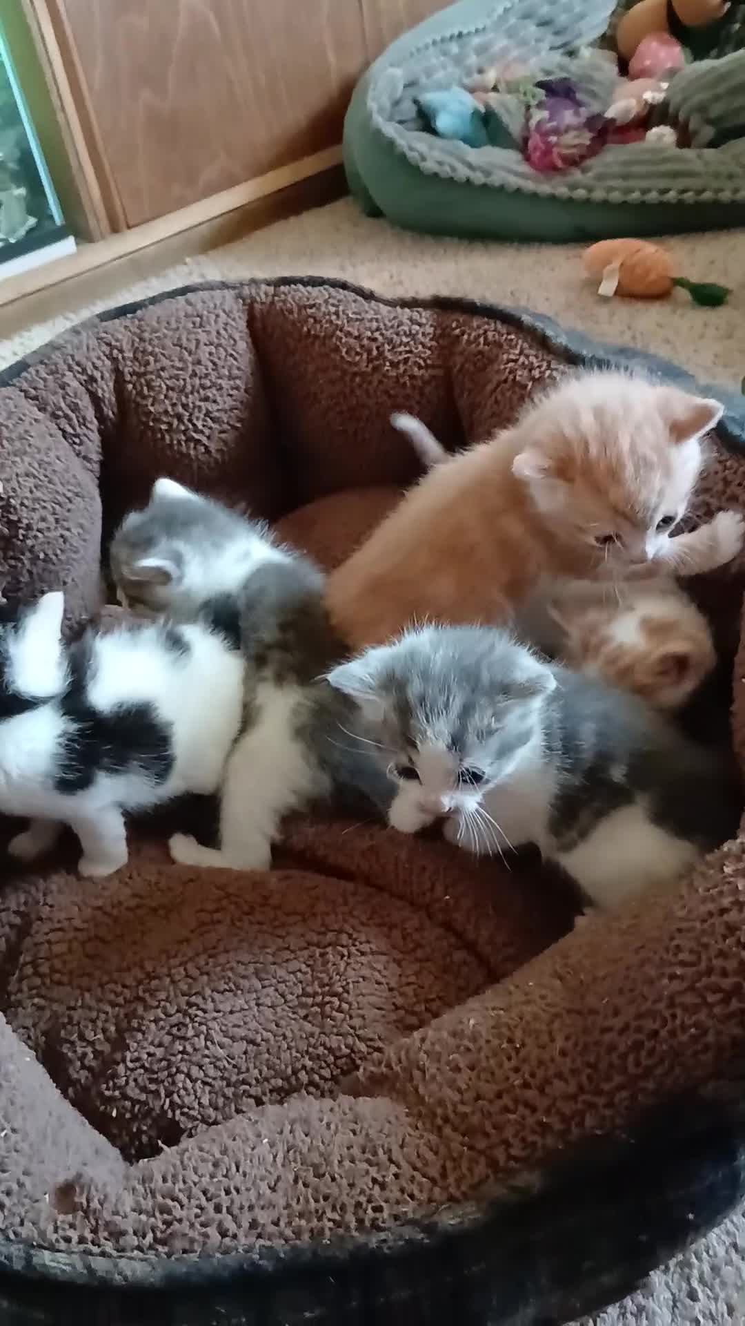 Domestic Shorthair cats for sale: 5 Wee ones - Video 3