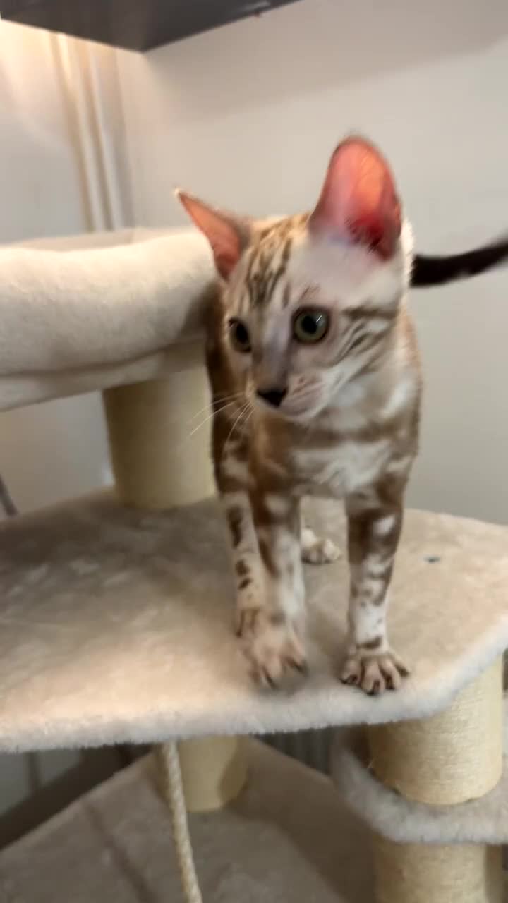 Bengal cats for sale: 🌟Pedigree bengal kittens 🌟 - Video 1