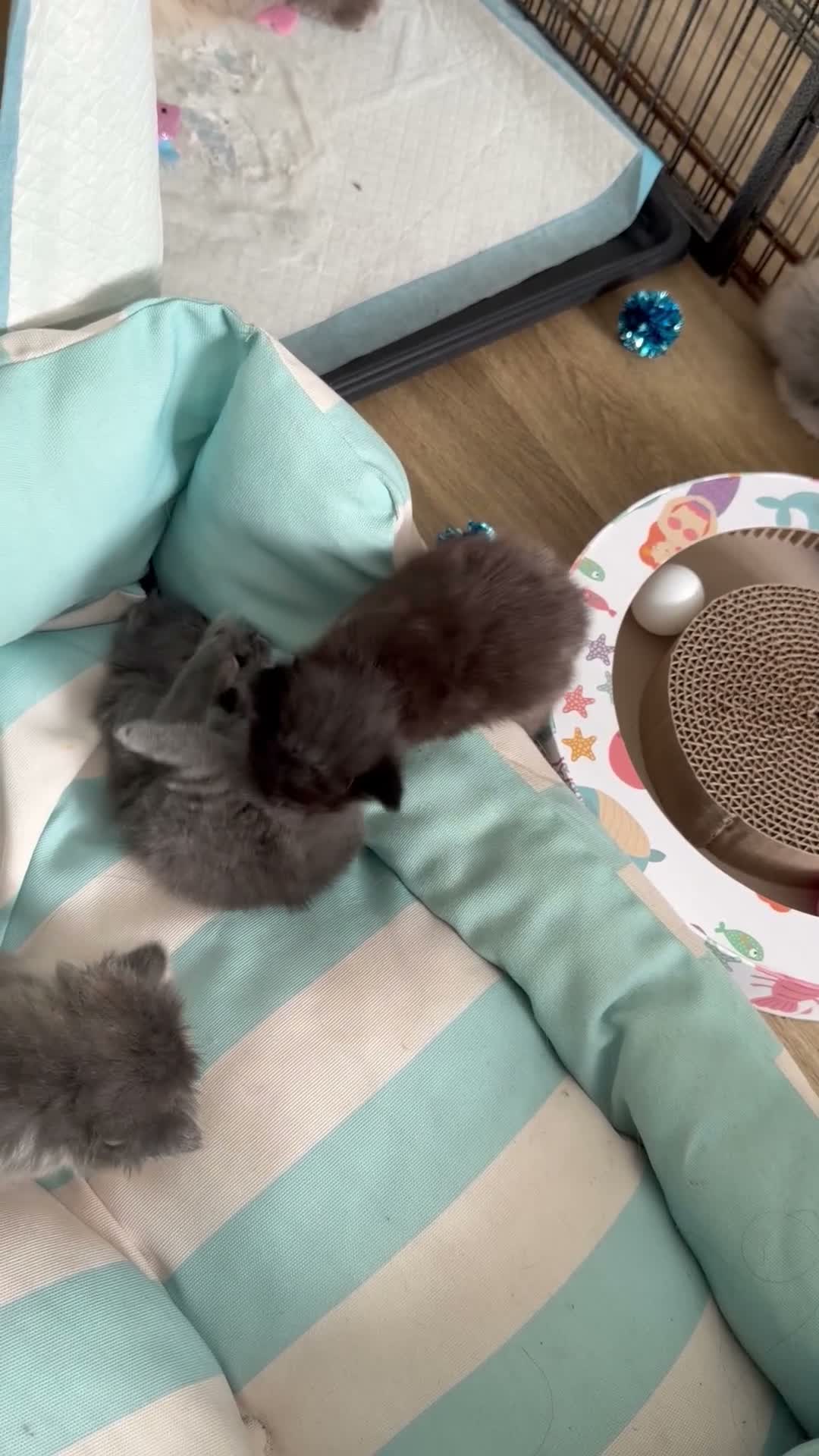 Ragdoll cats for sale: Half Ragdoll kittens in Derby - Video 1