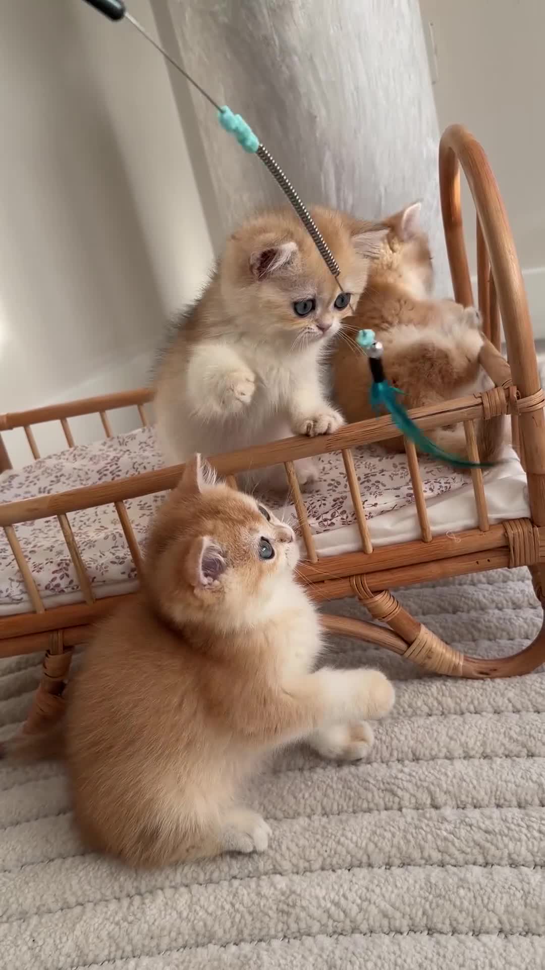 British Shorthair cats for sale: Golden British shorthair kittens - Video 4