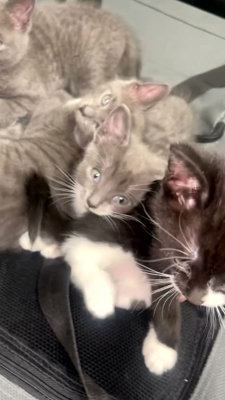 Russian Blue cats for sale: Russian blue mixes - Video 1