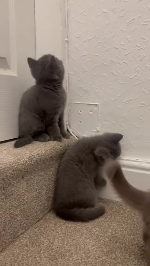 British Shorthair cats for sale: PEDIGREE BSH KITTENS READY TO FOR FOREVER HOMES  - Video 1