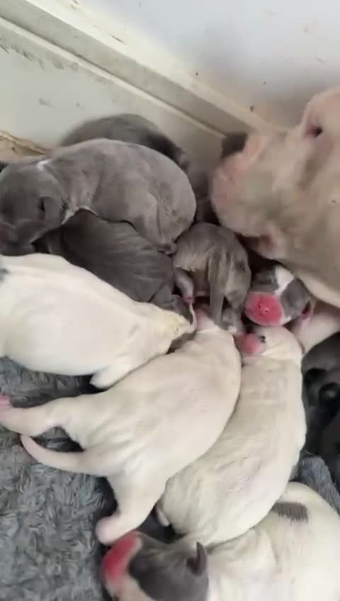 Mixed Breed dogs for sale: Beautiful mixed litter of puppies for sale - Video 2