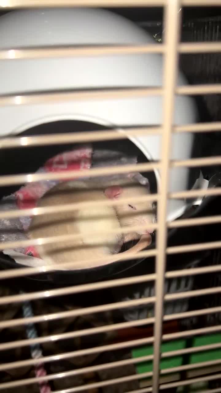 Rat rodents for sale: 3 male rats looking for their forever home - Video 2