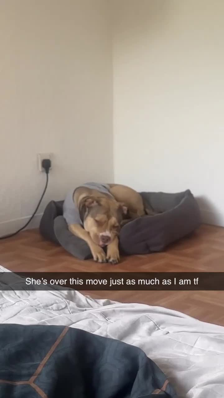 Mixed Breed dogs for sale: Milly/Millions - Video 4