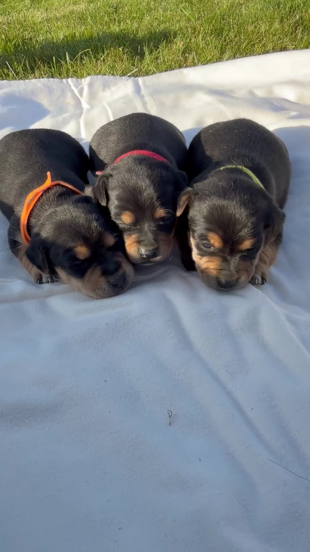 Jack Russell dogs for sale: Beautiful Black & Tan Jack Russell - Video 4