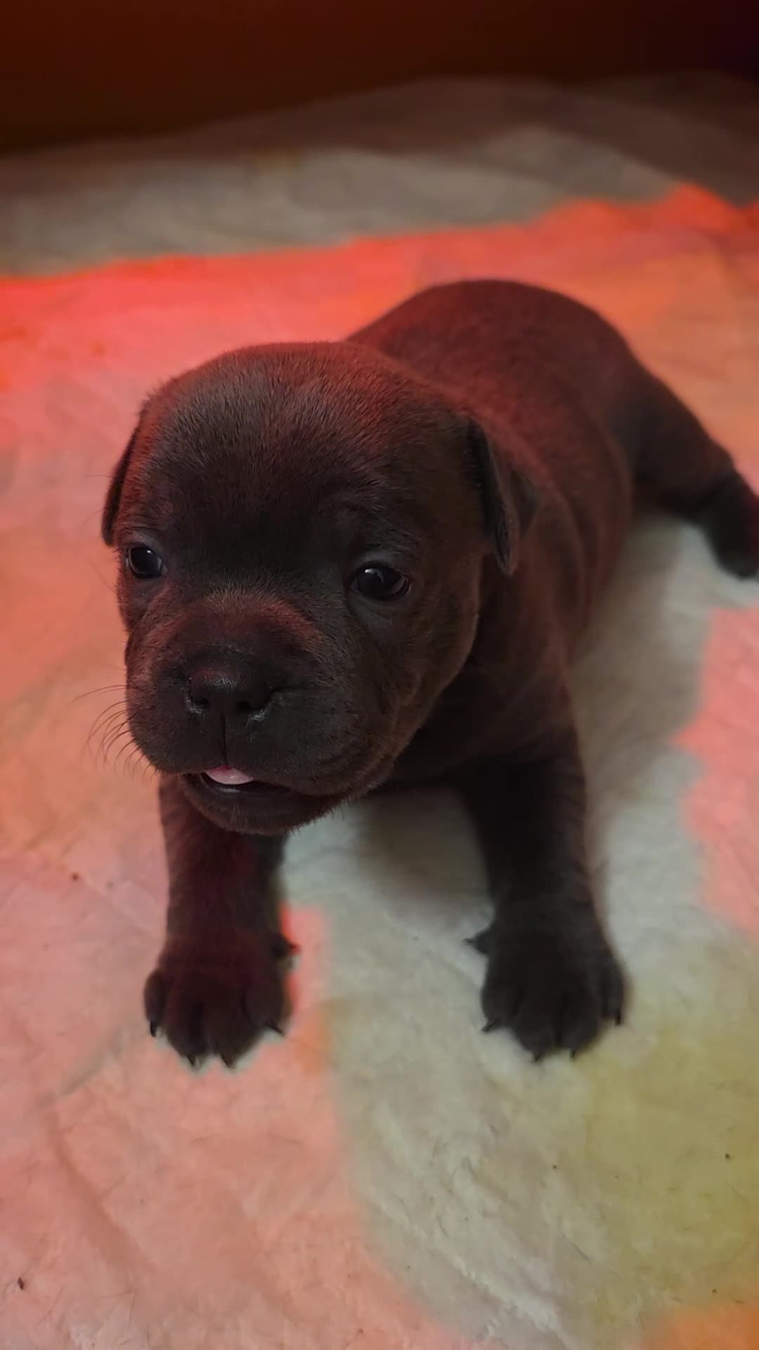 Staffordshire Bull Terrier dogs for sale: KC Reg. Staffordshire Bull Terrier  1Boy & 1Girl  - Video 1