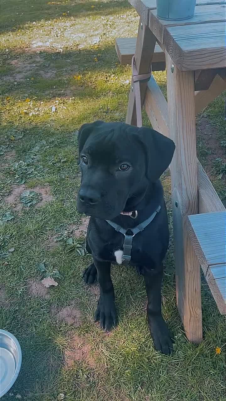 Mixed Breed dogs for sale: Panther in Leominster - Video 1