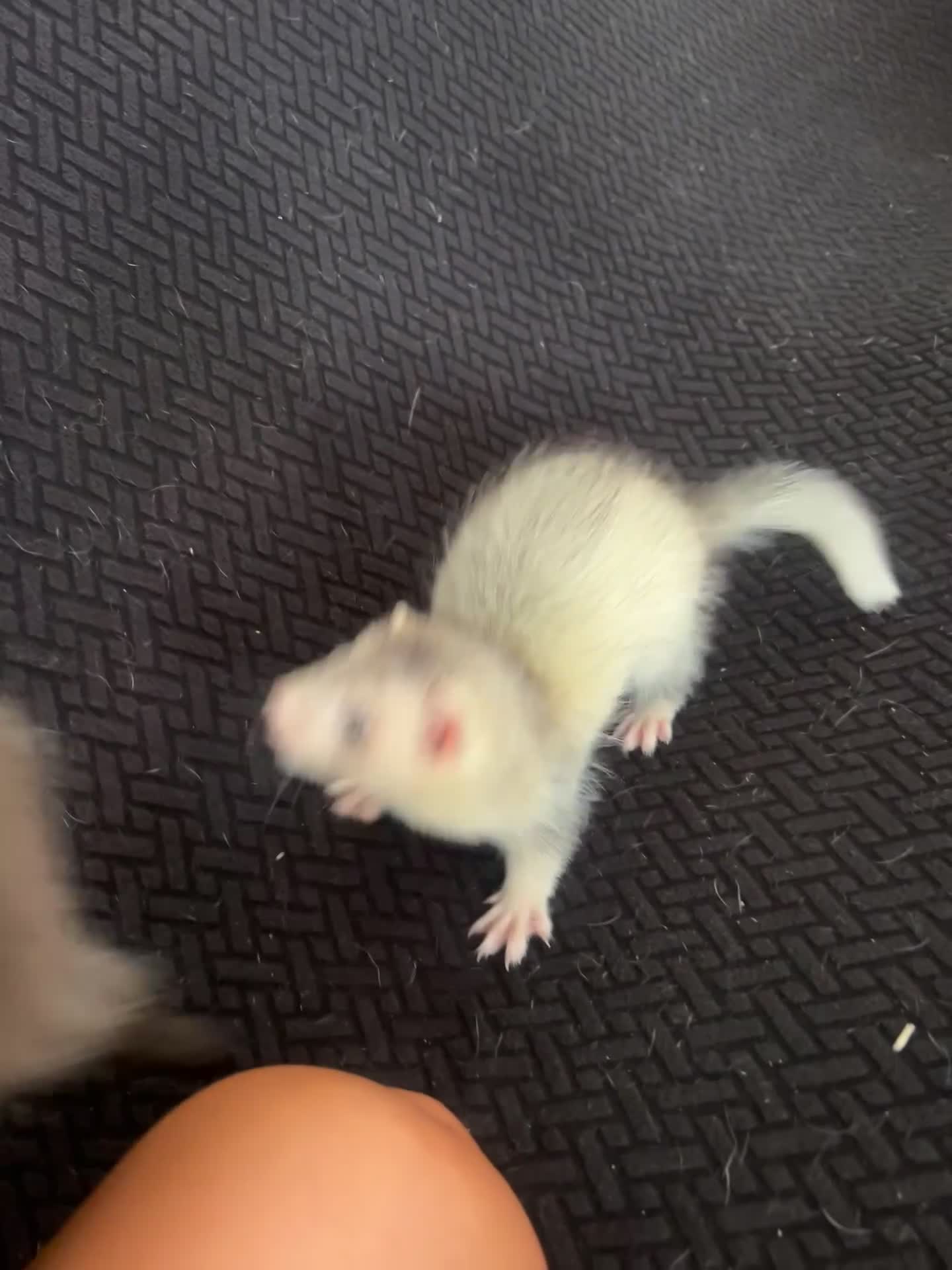 Ferret rodents for sale: FullangoraHob/1semiAngoraJill silver/2sableFullJil - Video 5
