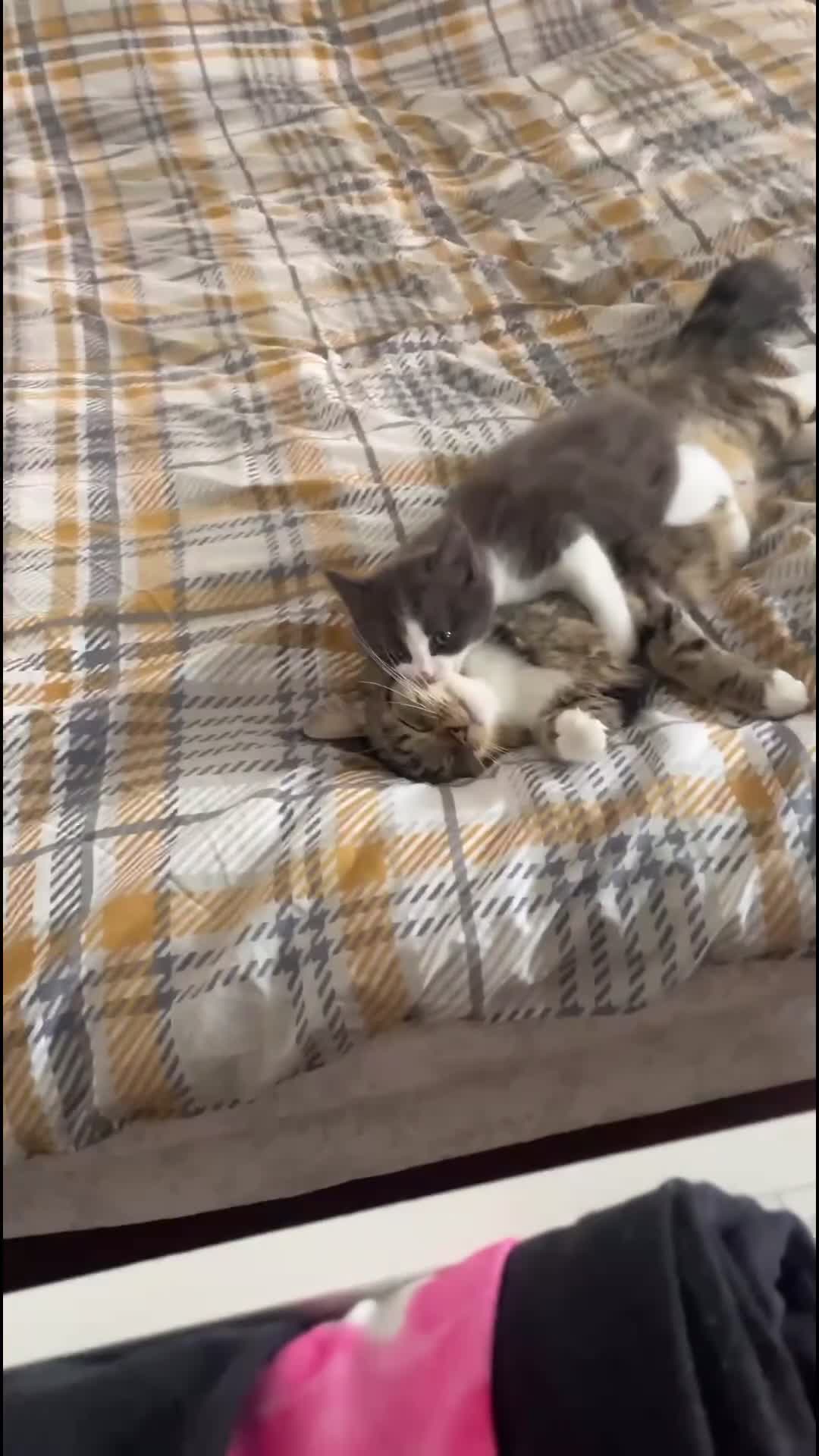 Domestic Shorthair cats for sale: Beautiful Grey & White Kitten for Sale - Video 1