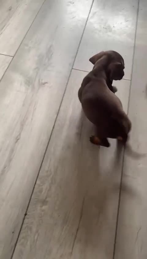 Miniature Dachshund dogs for sale: miniature dachshund  - Video 1