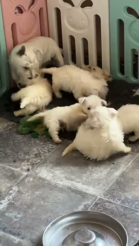West Highland Terrier dogs for sale: West highland terriers - Video 1