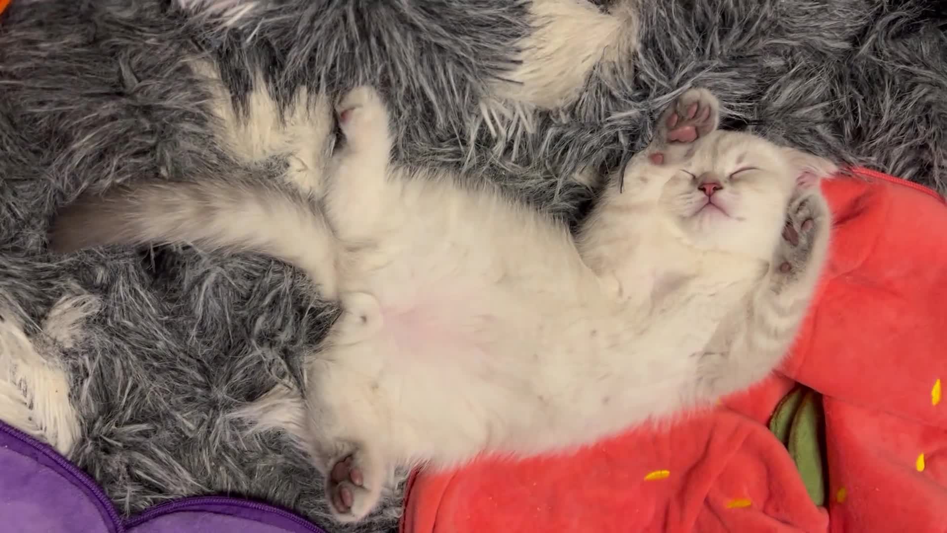 Scottish Fold cats for sale: Scottish Fold  kittens ❤️READY TO LEAVE ❤️ - Video 5