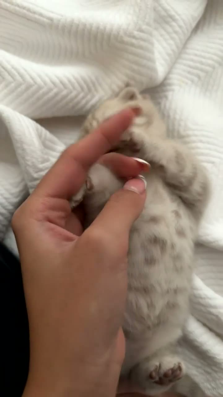 Scottish Fold cats for sale: Cute and playful Scottish folds 🐱✨ in Northampton - Video 1