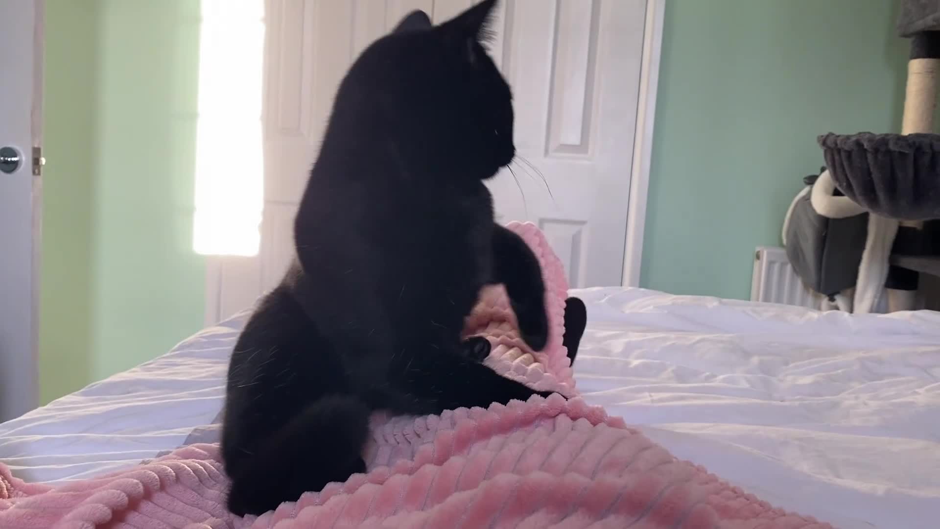 British Shorthair cats for sale: Stunning Unique Pedigree Black British Shorthair  - Video 4