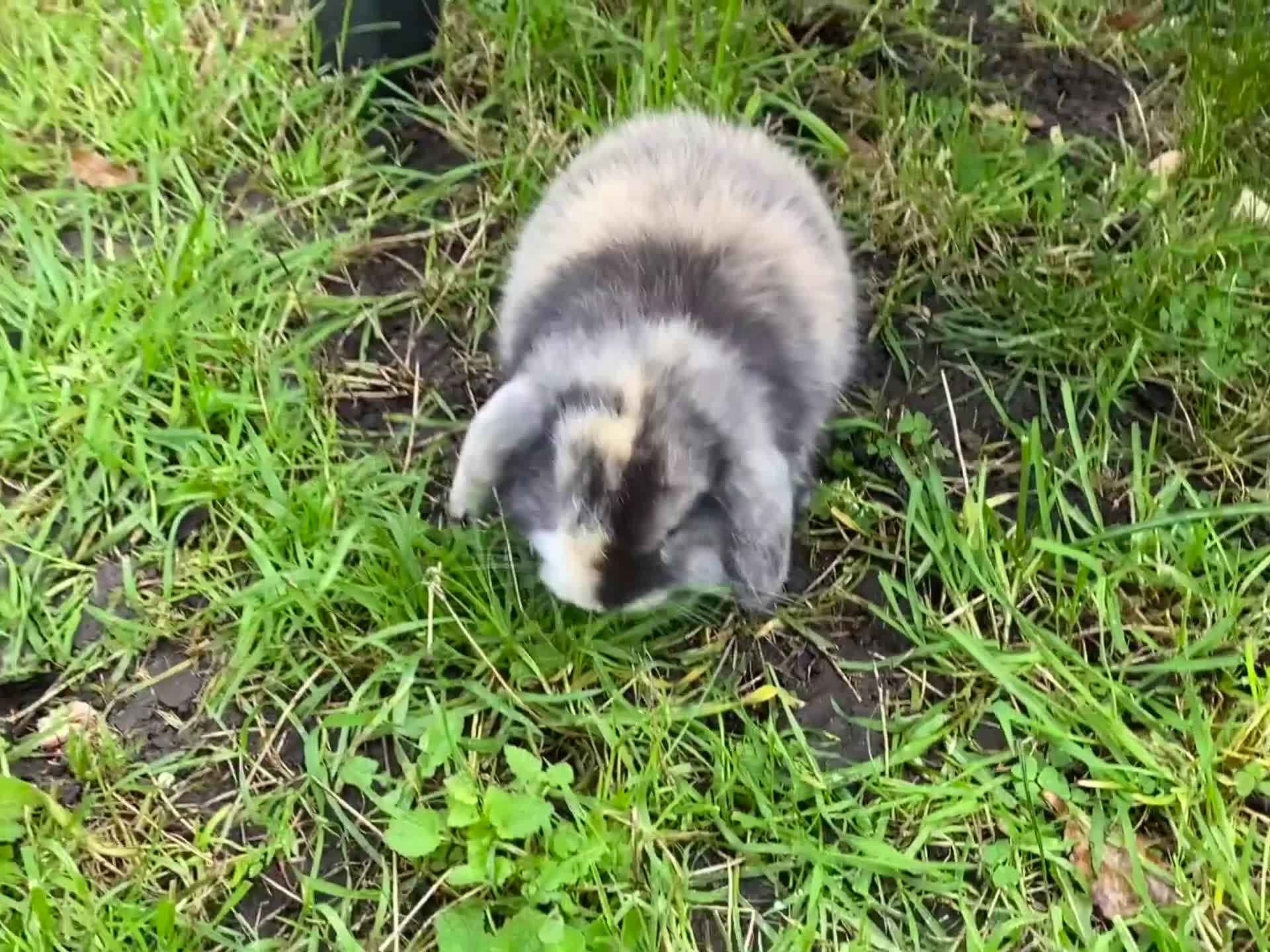 Mini Lion Lop rabbits for sale: Mini lops for sale - Video 1