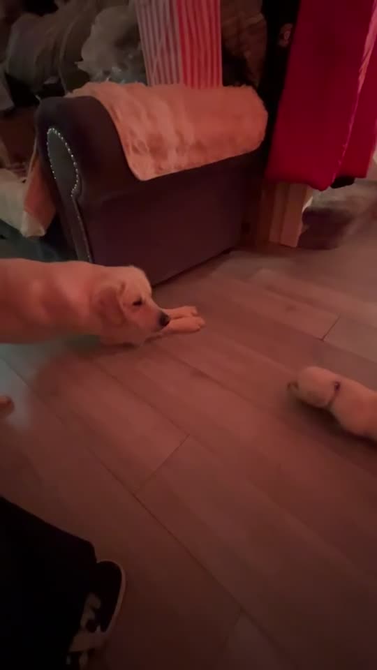 Golden Retriever dogs for sale: Beautiful cream retrievers ready for 20th April in Congleton - Video 2