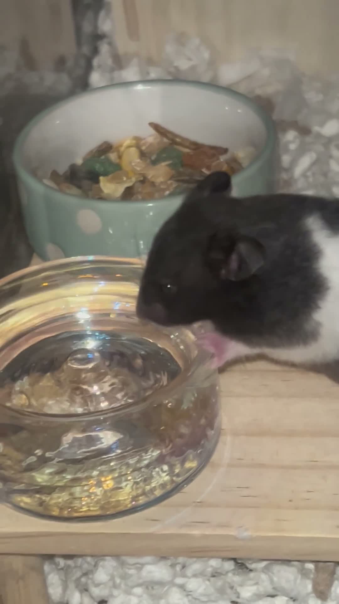 Hamster rodents for sale: MALE SYRIAN HAMSTER (WITH ENCLOSURE) - Video 3