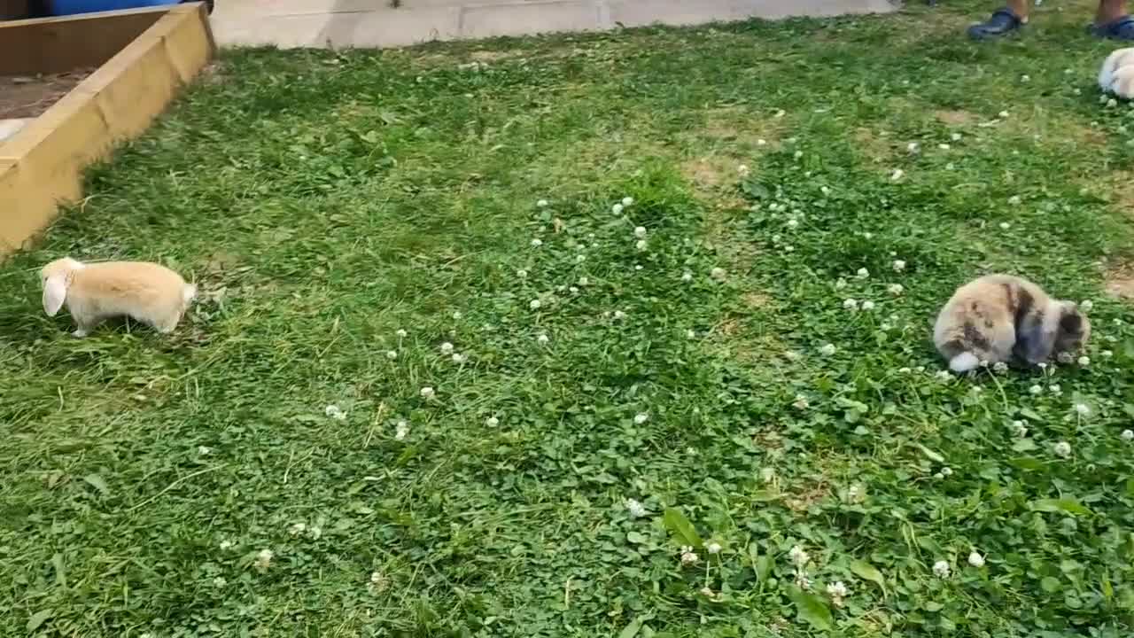 Mini Lop rabbits for sale: Minilop bunnies  - Video 2