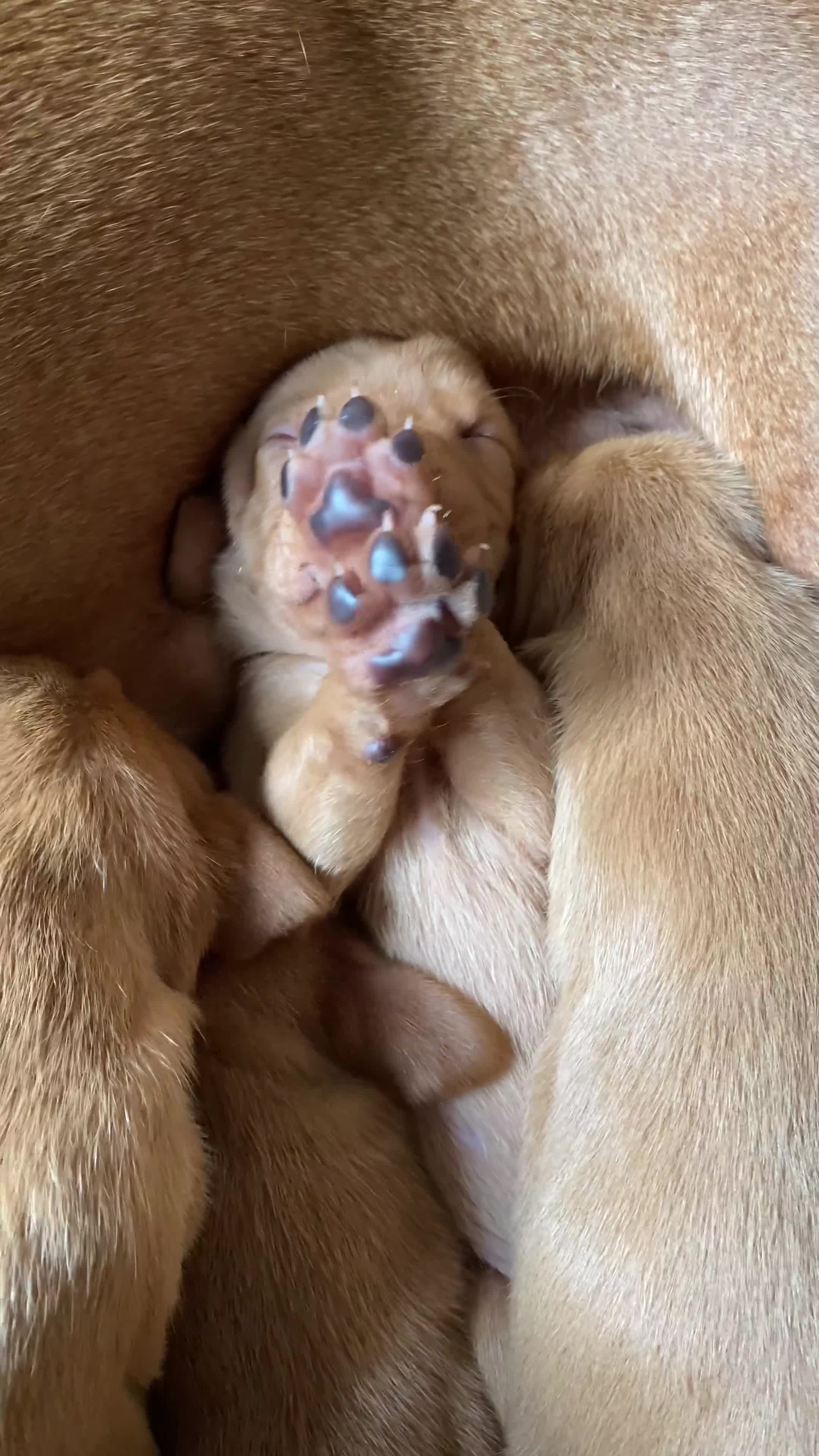 Hungarian Vizsla dogs for sale: KC Reg HV Pups, COI 1.3% ,Hip Scored For Sale - Video 2