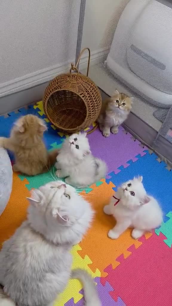 British Longhair cats for sale: British Longhair Kittens – Champion Lines ✨ - Video 5
